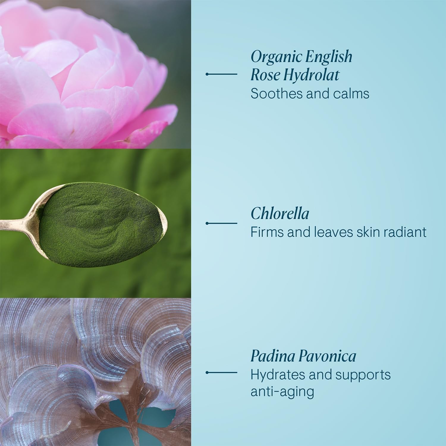 ELEMIS Pro-Collagen Rose Marine Cream, Anti-Wrinkle Daily Face Moisturizer & Soothing Hydrating Facial Skin Care, Clinically Proven to Reduce Appearance of Wrinkles in 2 Weeks